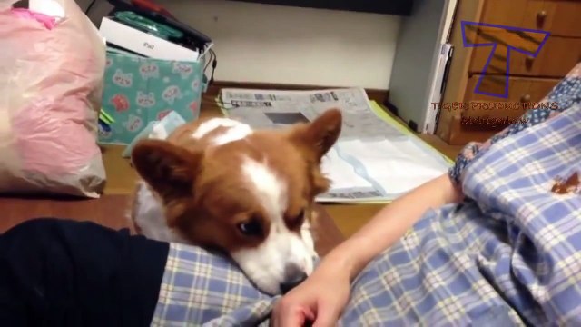 Dogs begging for more and more petting - Funny dog compilation(014000-664659)