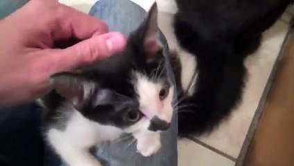 1920phd FGT12 Steps To Introduce 2 Fighting Cats To Each Other - Video - Killsometime.com-6