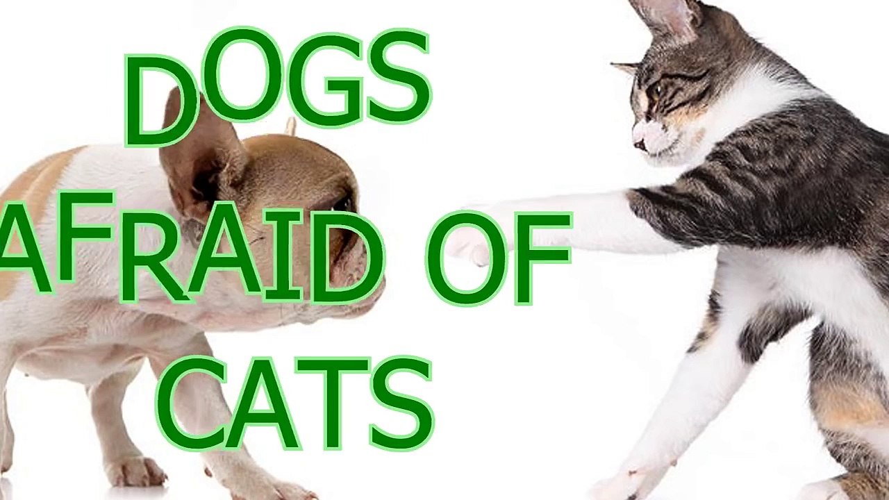Dogs scared of cats - Funny animal compilation(014000-664659)