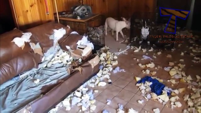 Funny dogs annoying owners - Cute dog compilation(014000-664659)