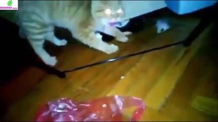 Funny Animals Video-Funny Cat Videos-Top 10 Talking Cats
