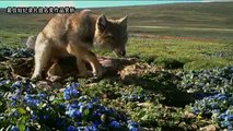 金熊猫-纪录片-自然环境-最佳短纪录片提名