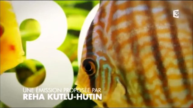 De François Mitterrand à Johnny Hallyday : Les 30 millions d’amis