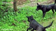 Dog vs Cobra Snake Fight , Dogs Attack King Cobra