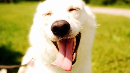 Happy and excited dogs - Funny and cute dog compilation(014000-664659)