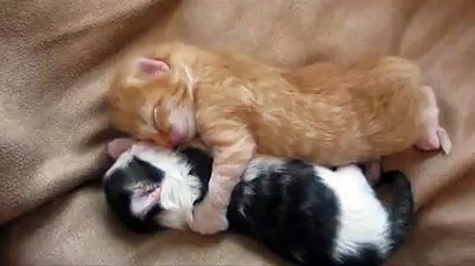 So Cute. Watch the love between kittens
