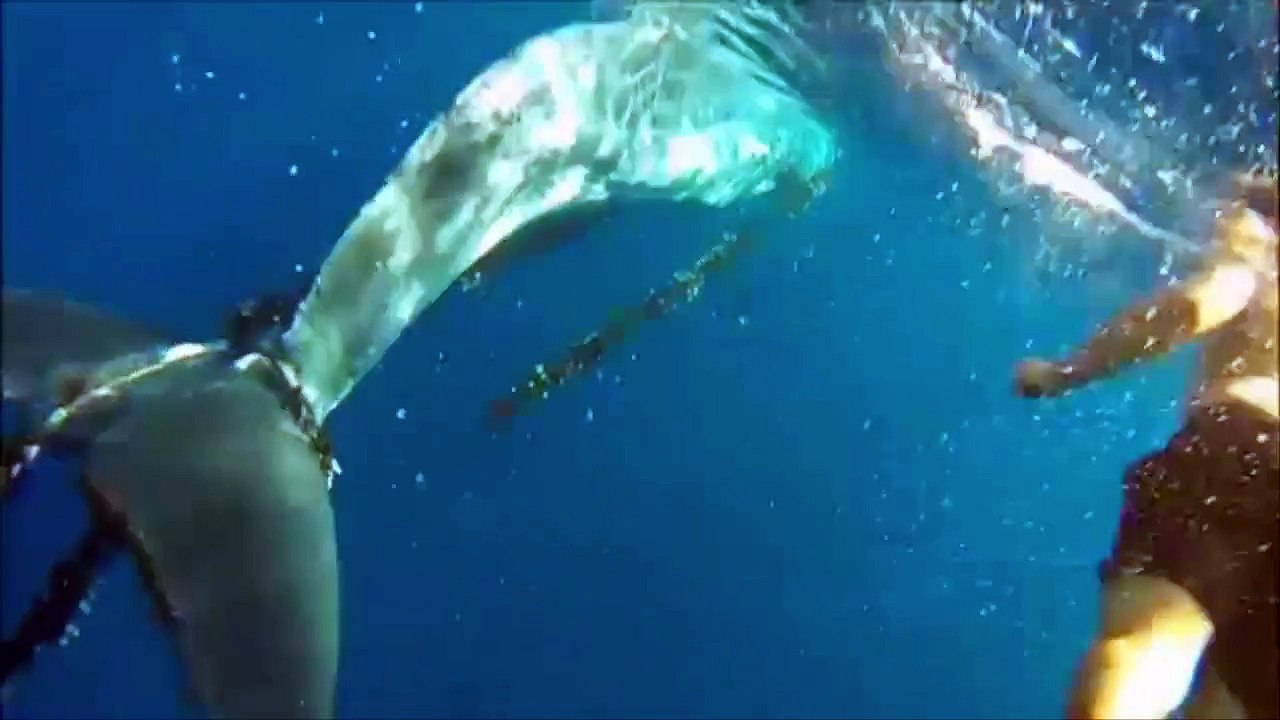 Incredible video shows men risking their lives to free huge whale caught in illegal fishing net