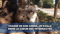 Chassé de son arbre, un koala brise le cœur des internautes