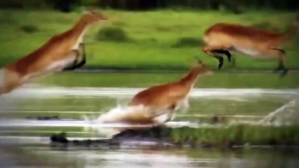 ‫#وثائقي - الدب البني - #Documentary HD