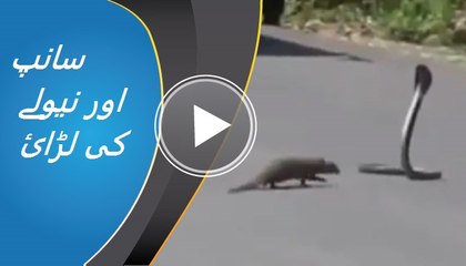 saanp aur newly ki larai