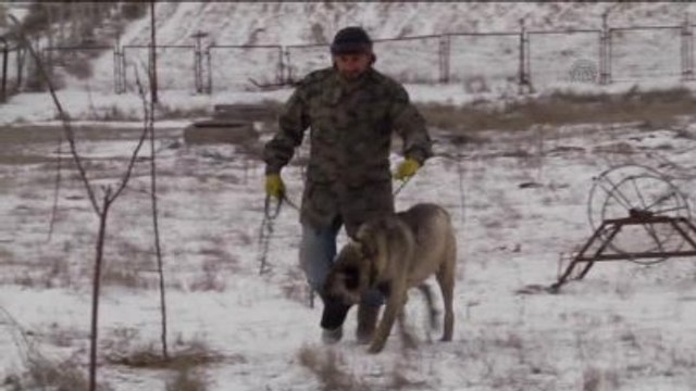 Soğuk Hava ve Kar Sivas Kangalı Nı Sevindirdi