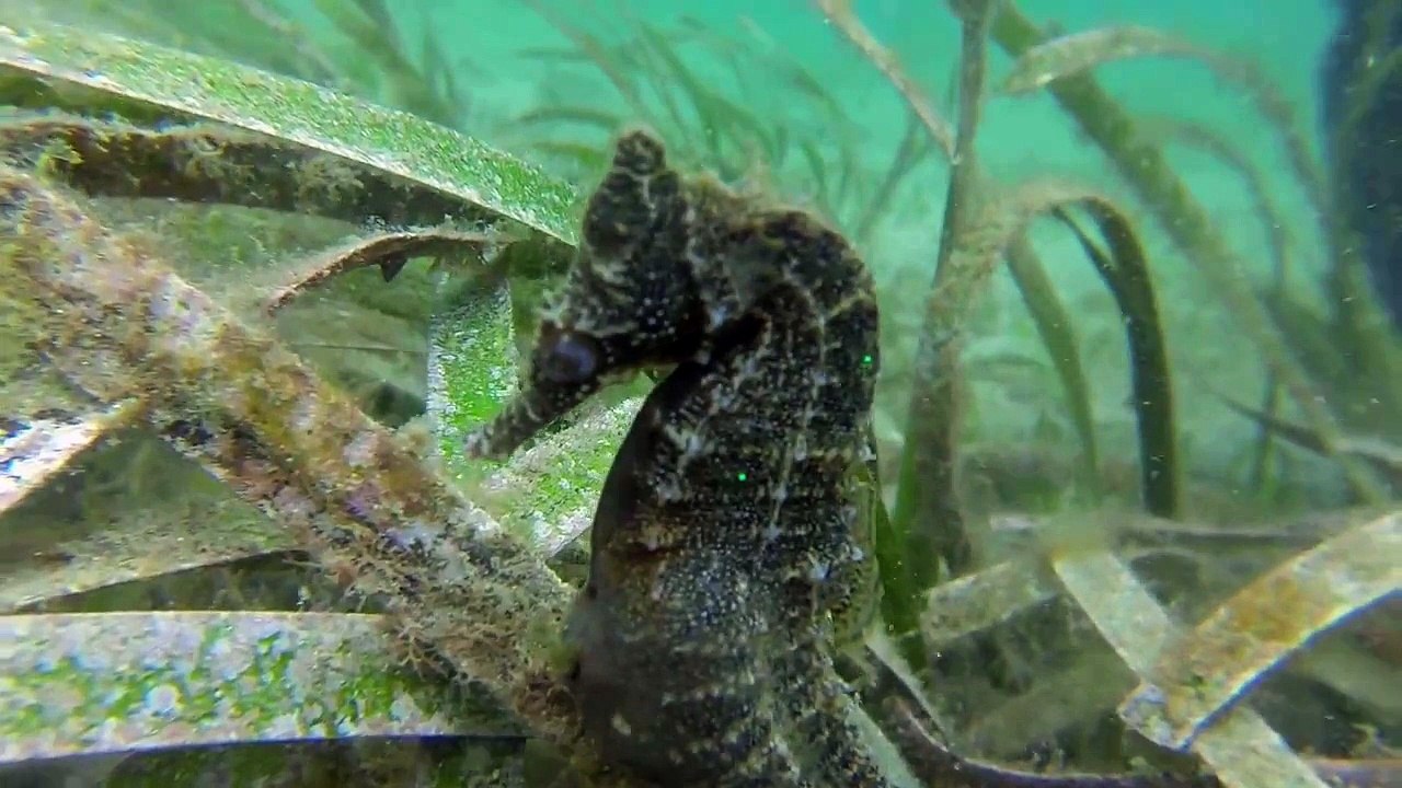 Animaux : suivez la naissance d'hippocampes sauvages