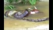 LARGEST SNAKE IN THE WORLD ATTACKING A COW  GIANT ANACONDA ATTACKS COW