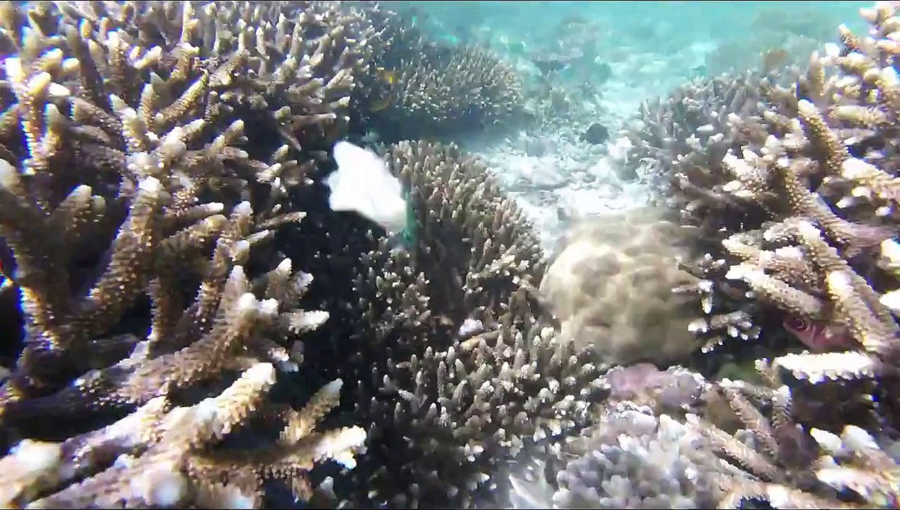 THE ISLANDS OF BORNEO
