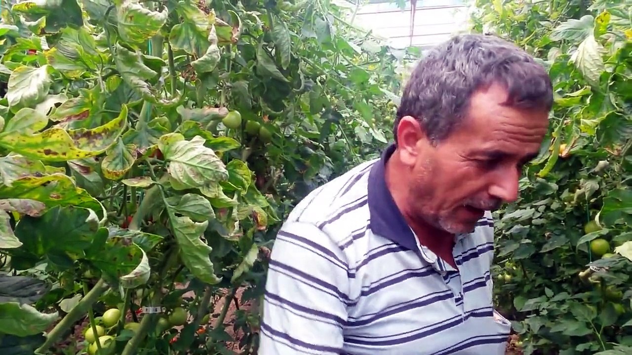 Domates Ekimi Dikimi, Sulama, Gübreleme, İlaçlama, Domates Zirai İlaçları