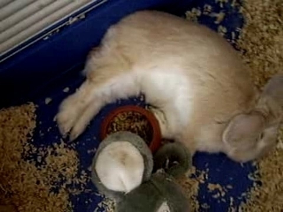 Léon qui dort... bizarrement!