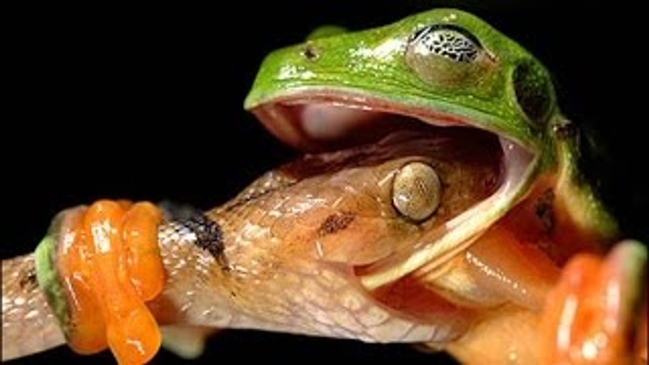 Amazônia Selvagem: Berço da Vida (Dublado) - Documentário National Geographic