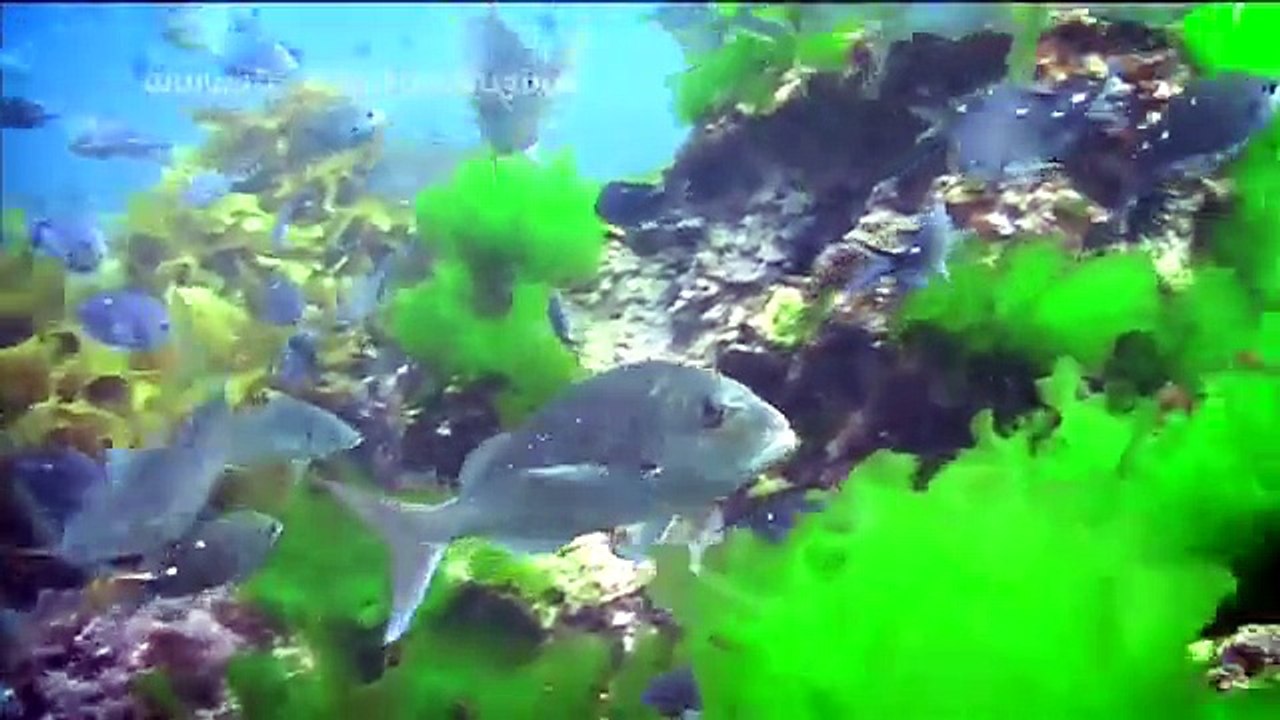 Total Rugby - Postcards from New Zealand with Ian Jones Total Rugby - Postcards from New Zealand with Grant Fox