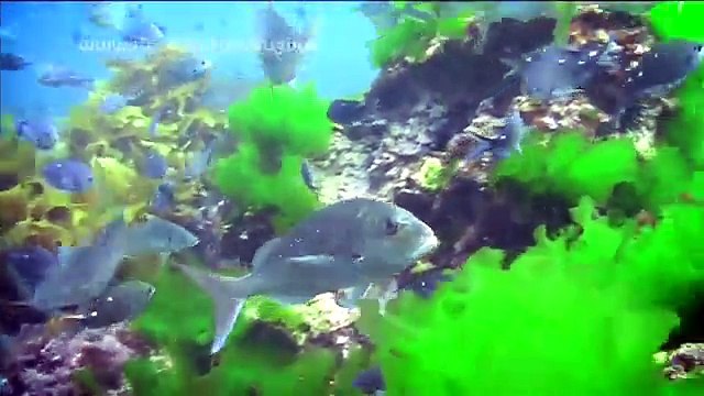 Total Rugby - Postcards from New Zealand with Ian Jones Total Rugby - Postcards from New Zealand with Grant Fox