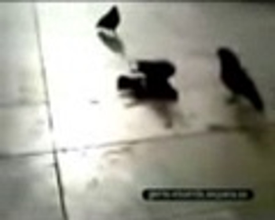 palomas graciosas cordobesas