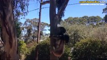 Ağaçtan Kovulunca Pazarda Anasını Kaybetmiş Çocuk Gibi Ağlayan Yavru Koala
