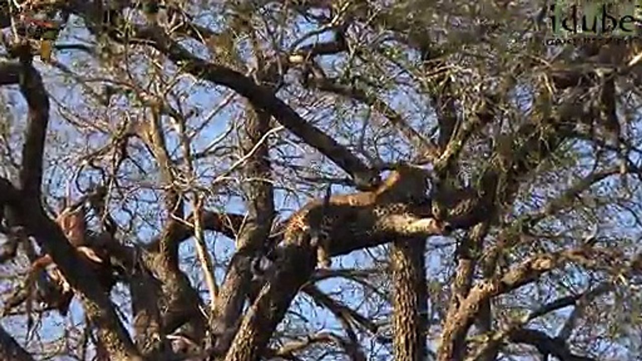 Idube Safari Highlights #366  25 - 28 September 2015 (Latest Sightings) (4K Video)