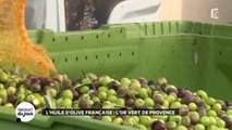 L'huile d'olive française : l'or vert de provence