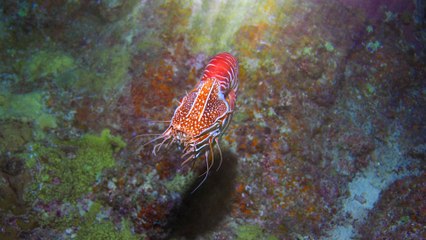 Zap'In Sciences #04 - L'Esprit Sorcier