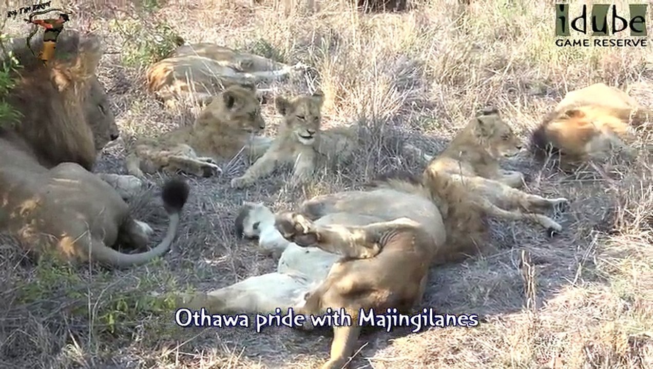 Idube Safari Highlights #367  29 September - 02 October 2015 (Latest Sightings) (4K Video)