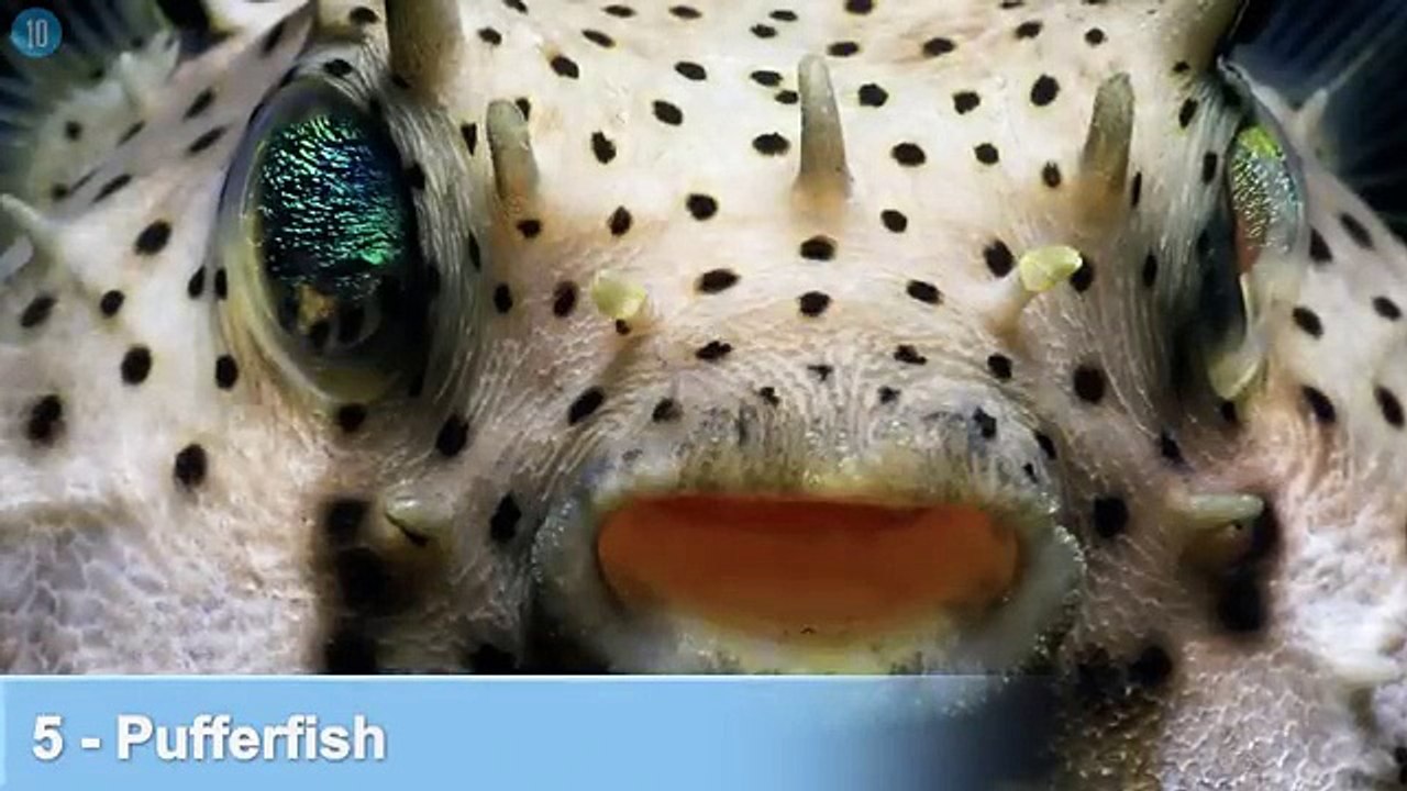 Top 10 Disgusting Things People Actually Eat