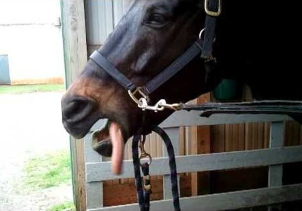 This Horse Loves Smacking His Lips