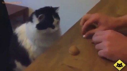 Какие они все таки умные