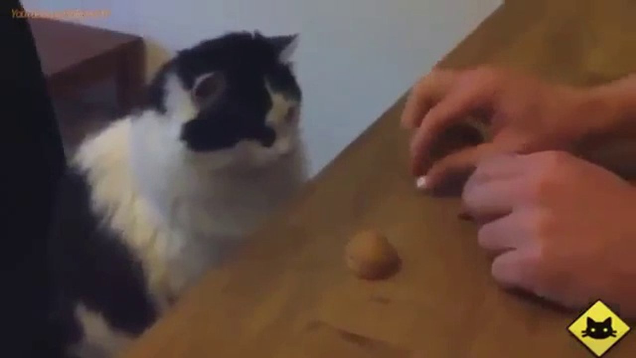Какие они все таки умные