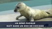 Un bébé phoque naît au zoo de Brookfield et émeut les internautes