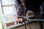 Funny beatboxing horse!!!