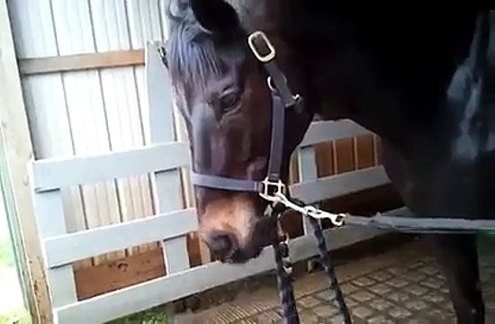 Un cheval qui fait du beatbox... Trop bon