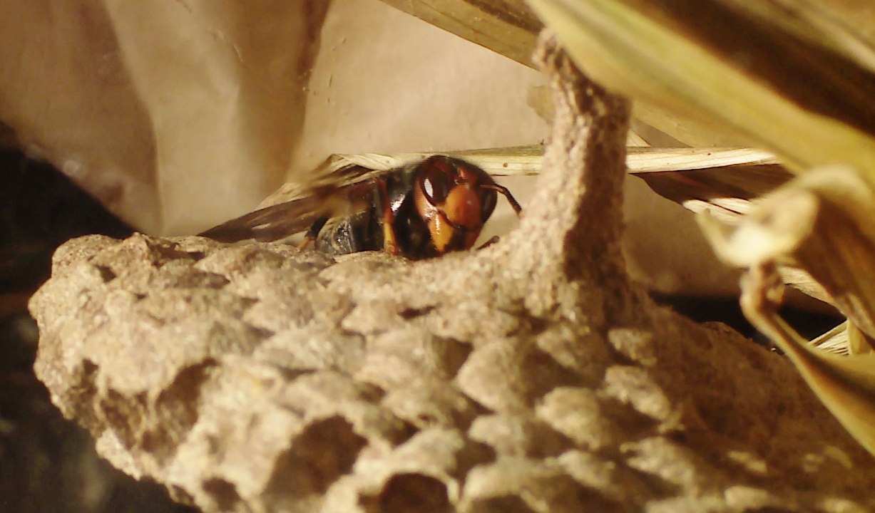 Finding the perfect hornet trap