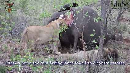 Idube Safari Highlights #372  17 - 20 October 2015 (Latest Sightings) (4K Video)
