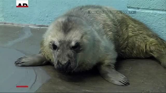 Naissance d'un adorable bébé phoque gris dans un zoo américain