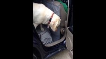 Ce vieux chien ne parvient pas à descendre de la voiture... Ce que fera son cadet est remarquable !