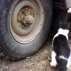 Cat and Mouse catching