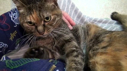 Lulu the Cat Kneading on My Stomach