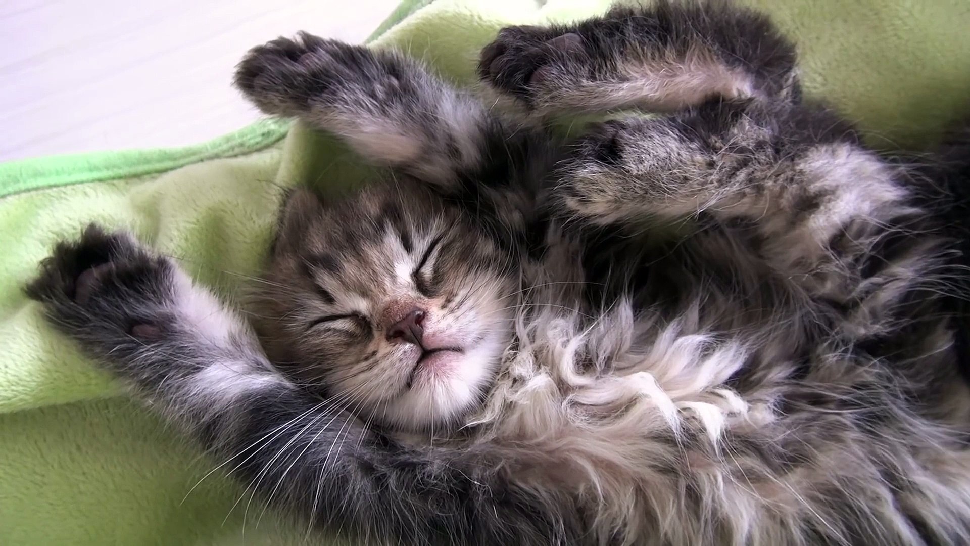 9 Cats →10 Cats