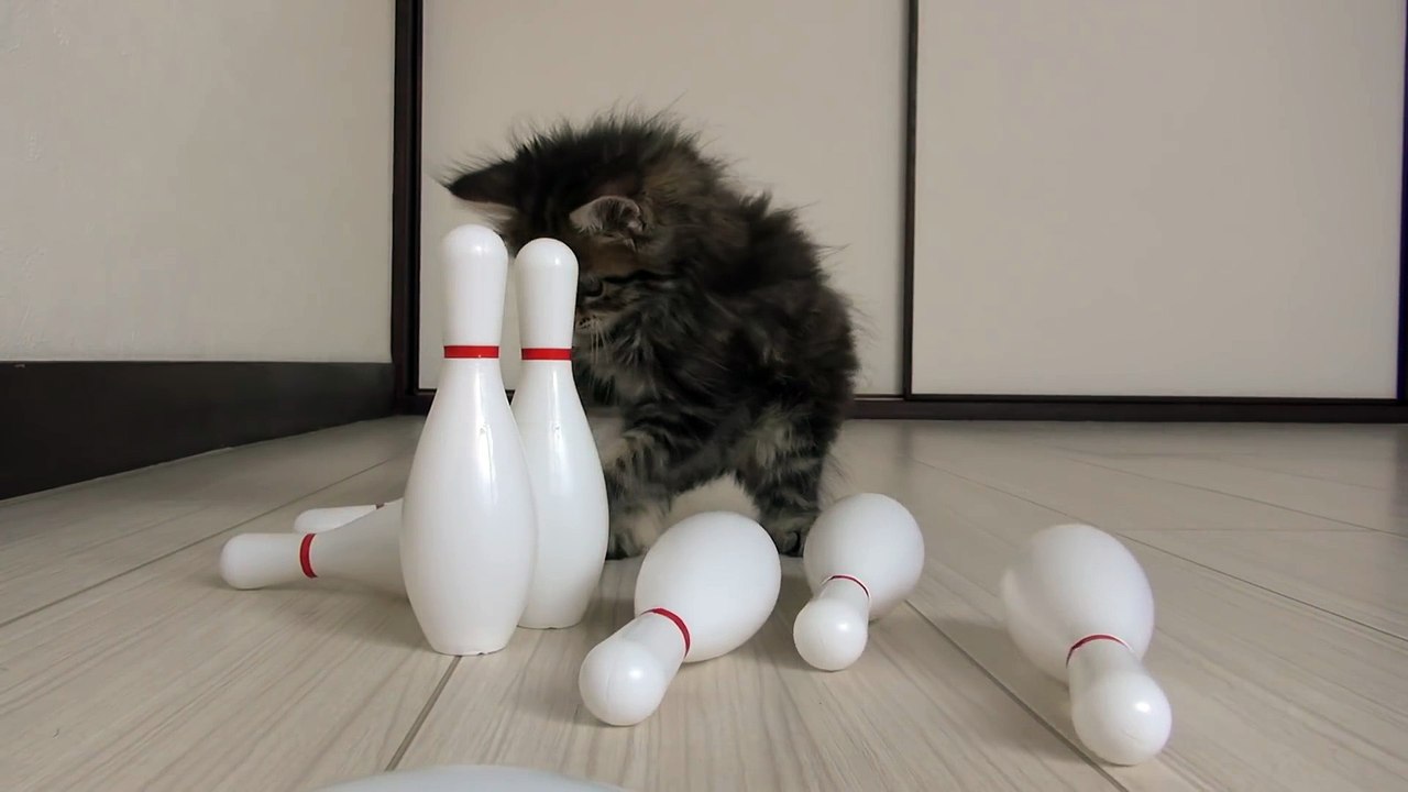 Kitten Play Bowls