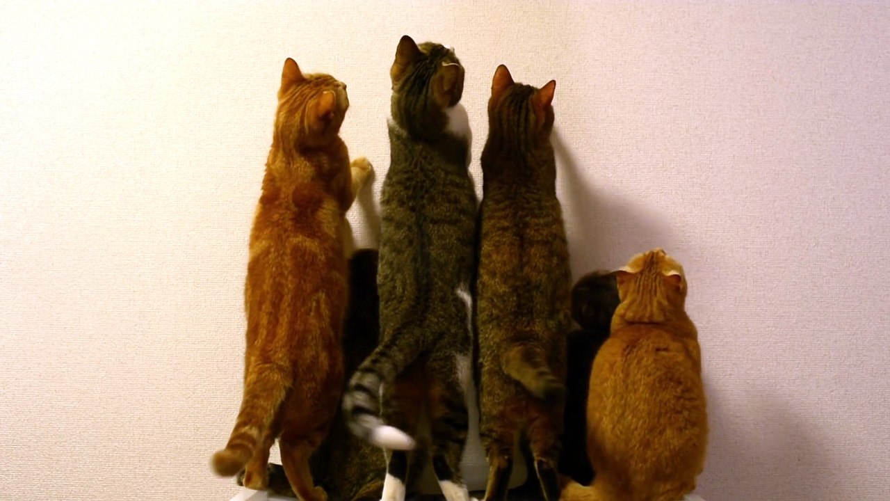 Cat get engrossed in toy