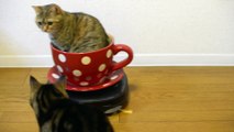 Cat Play with Teacups