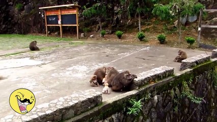 Baby monkeys playing at Wuyishan