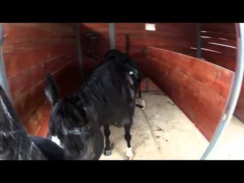 Phillip Dutton Pro Tips Horse Jumping Tips Horse Jumps