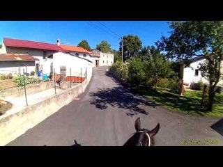 Training and funny horses new 2014