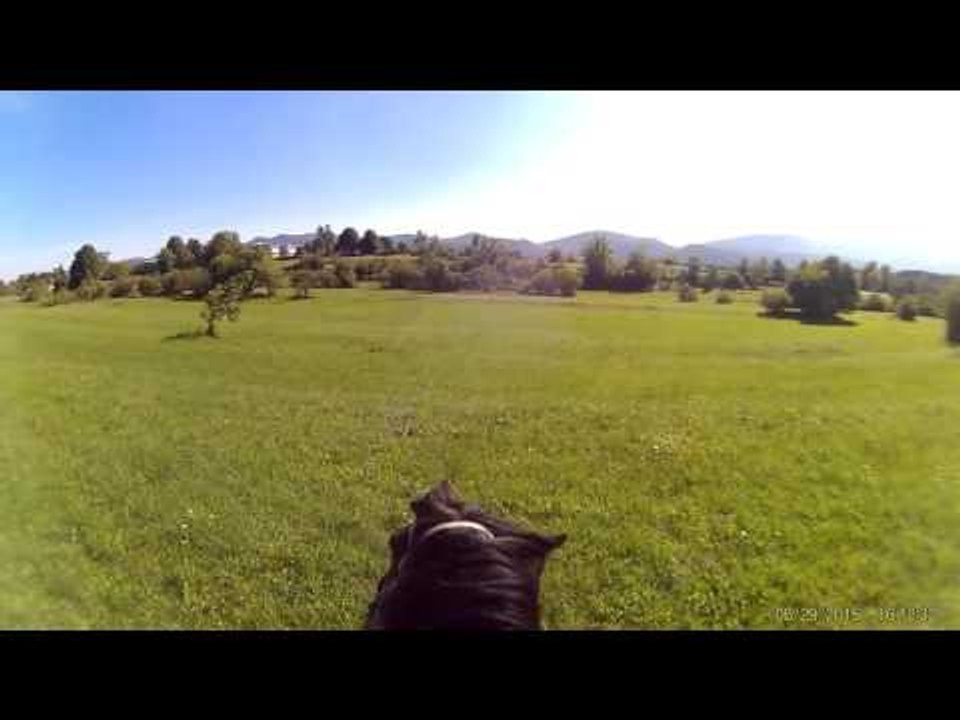 Randomly random breyer horses!! Funny! video Dailymotion